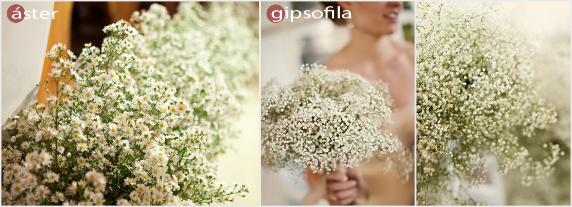 Aster e Gipsofila